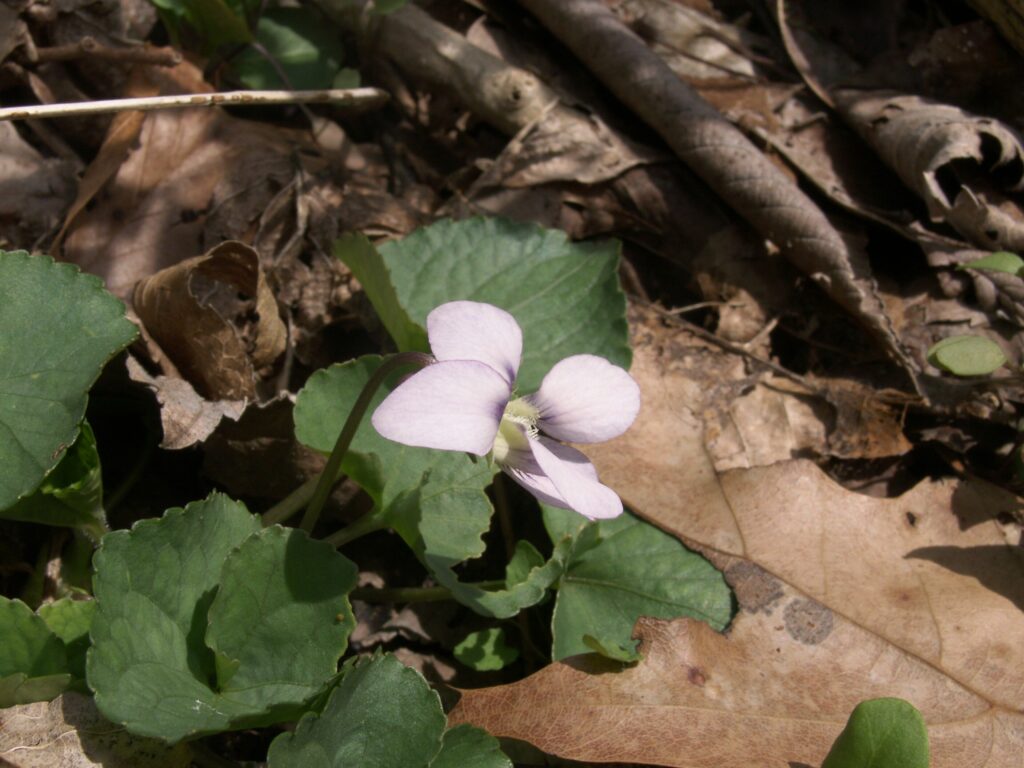 Common Blue Violet (Viola sororia), near-white form