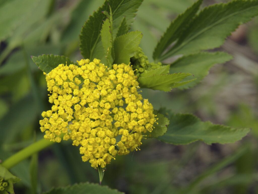 zia aurea in the Kane Woods