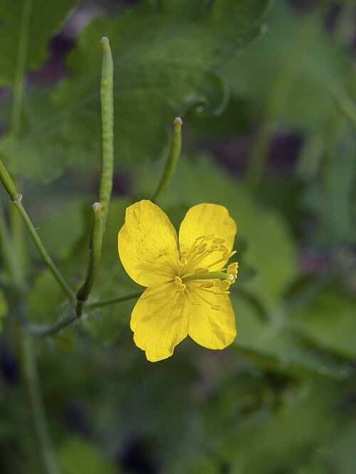 Celandine (Chelidonium majus)
