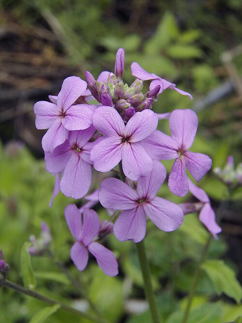 Dame’s Rocket (Hesperis matronalis)