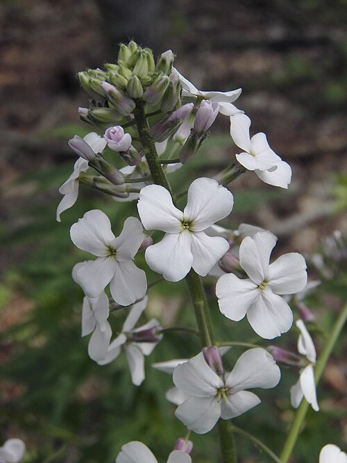 Dame’s Rocket (Hesperis matronalis)