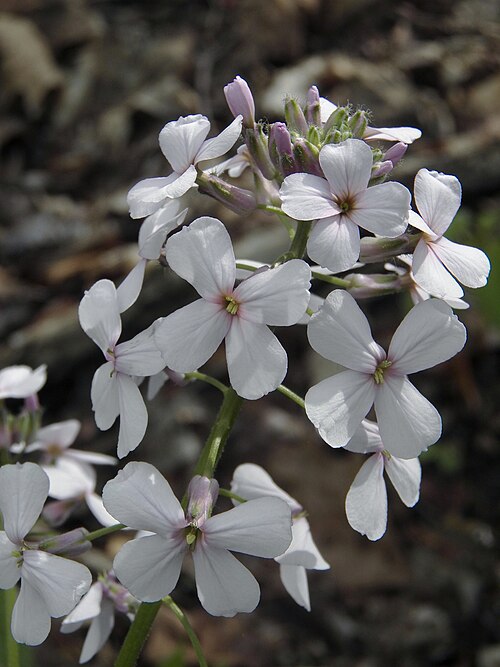 Dame’s Rocket (Hesperis matronalis)