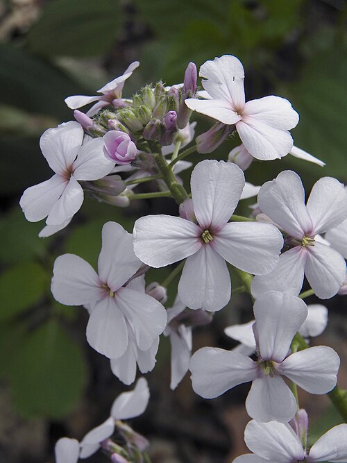 Dame’s Rocket (Hesperis matronalis)