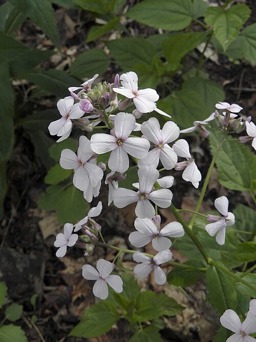Dame’s Rocket (Hesperis matronalis)