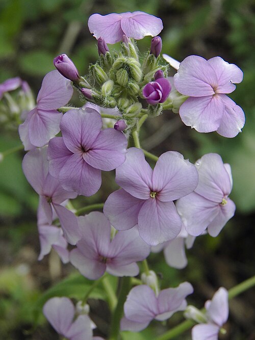 Dame’s Rocket (Hesperis matronalis)