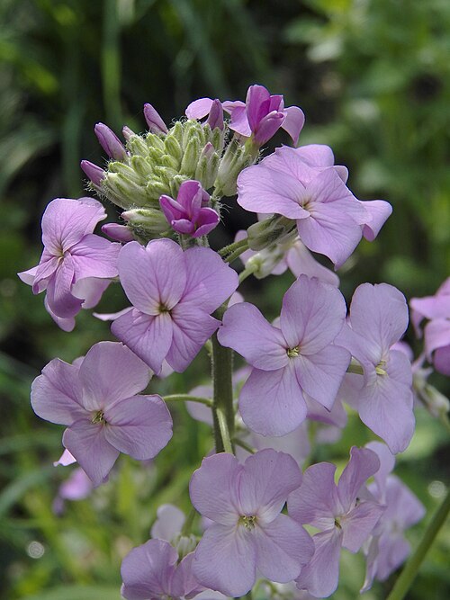 Dame’s Rocket (Hesperis matronalis)