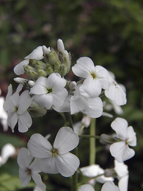 Dame’s Rocket (Hesperis matronalis)