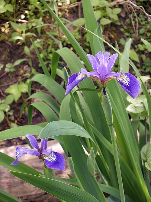 Blue Flag (Iris versicolor)