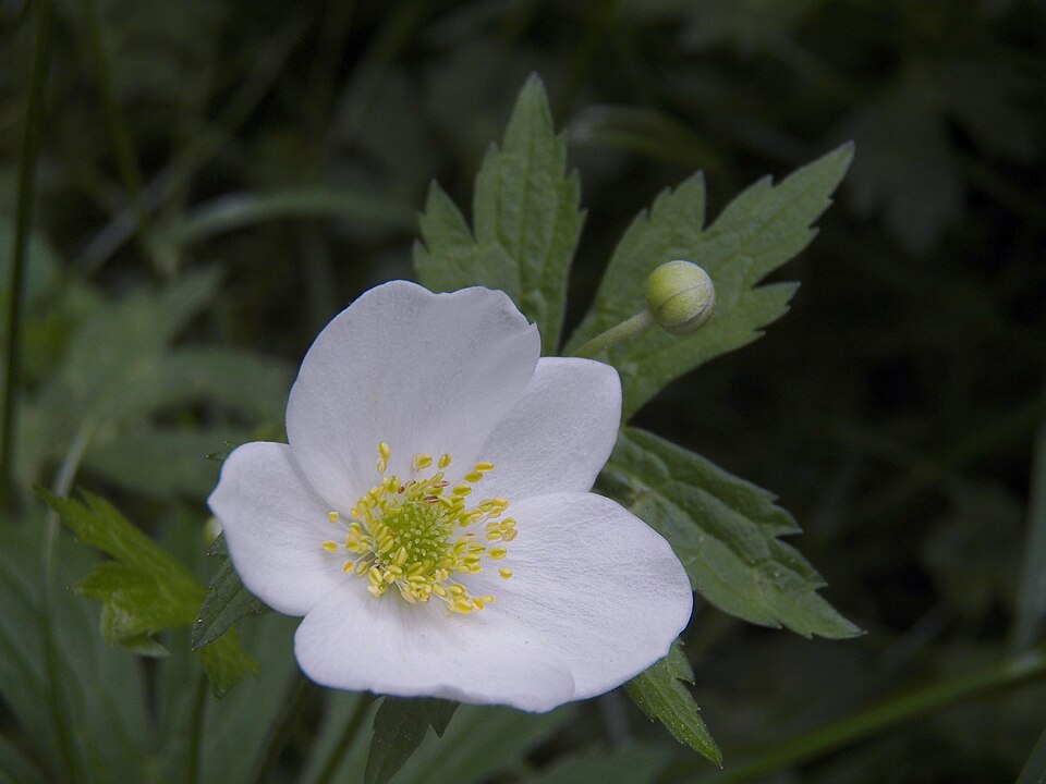 Anemone canadensis