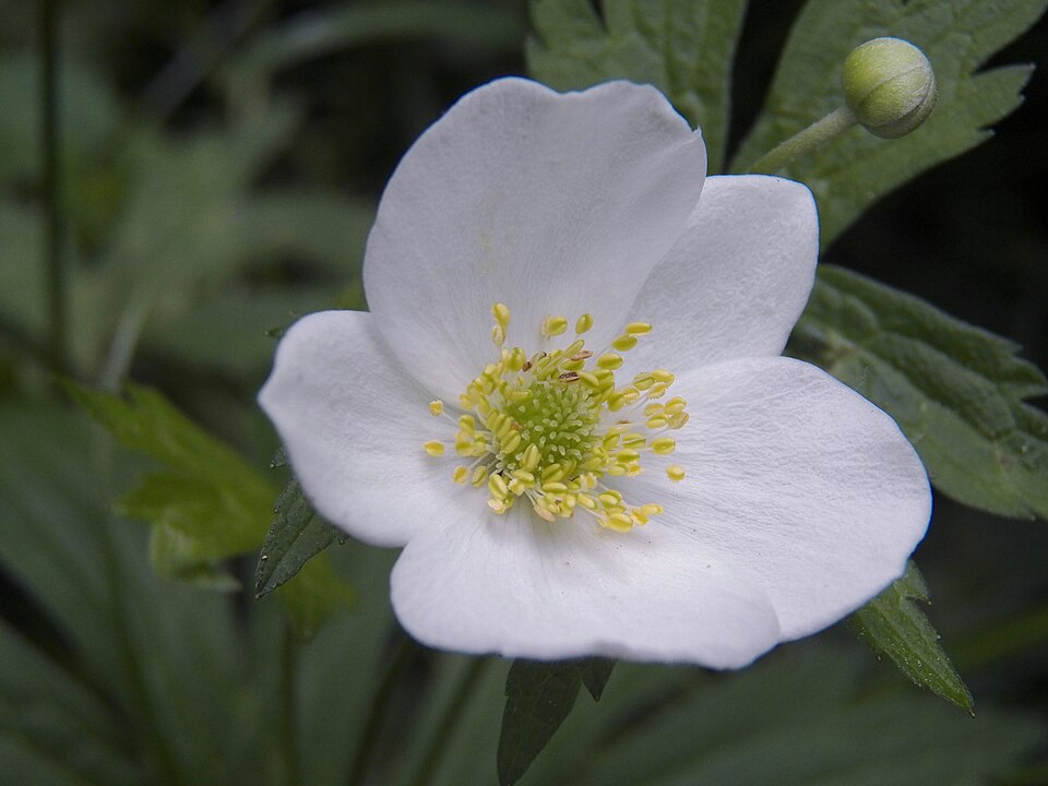 Anemone canadensis