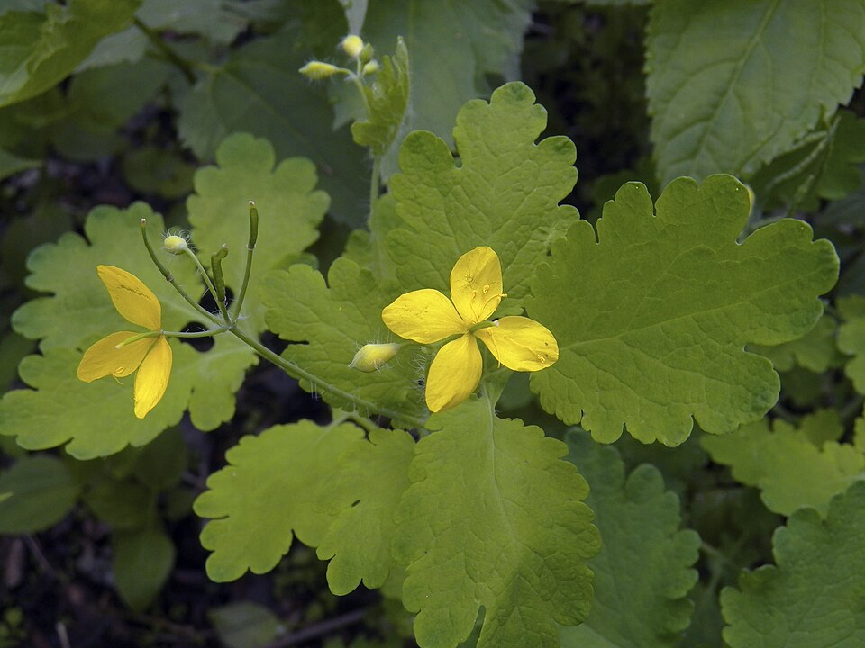 Celandine (Chelidonium majus)