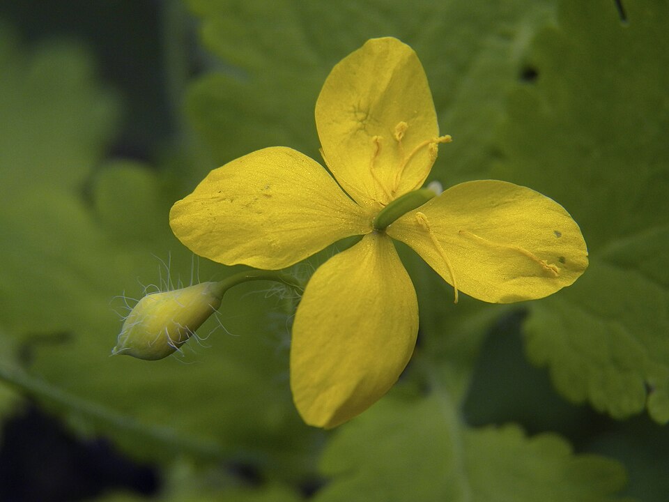 Celandine (Chelidonium majus)