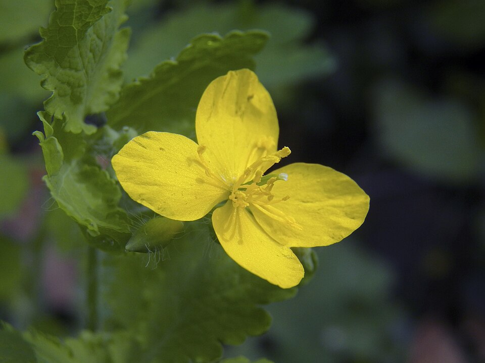 Celandine (Chelidonium majus)