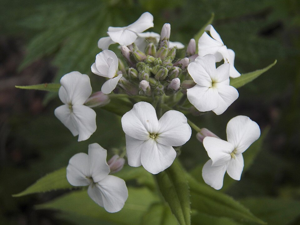 Dame’s Rocket (Hesperis matronalis)