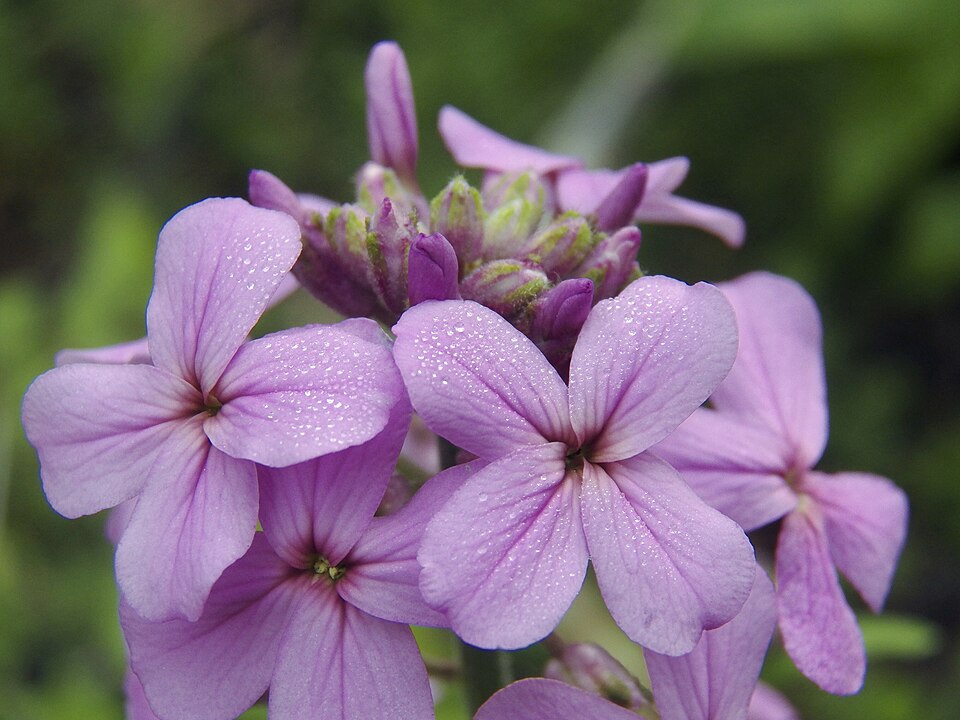 Dame’s Rocket (Hesperis matronalis)