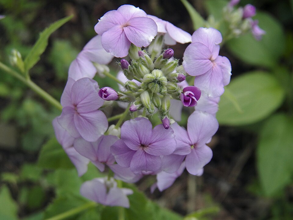 Dame’s Rocket (Hesperis matronalis)
