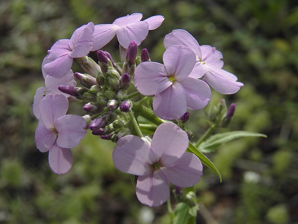 Hesperis matronalis