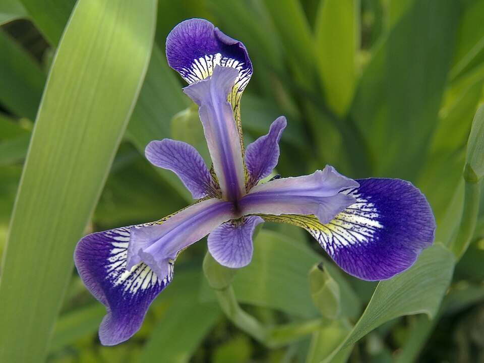Blue Flag (Iris versicolor)