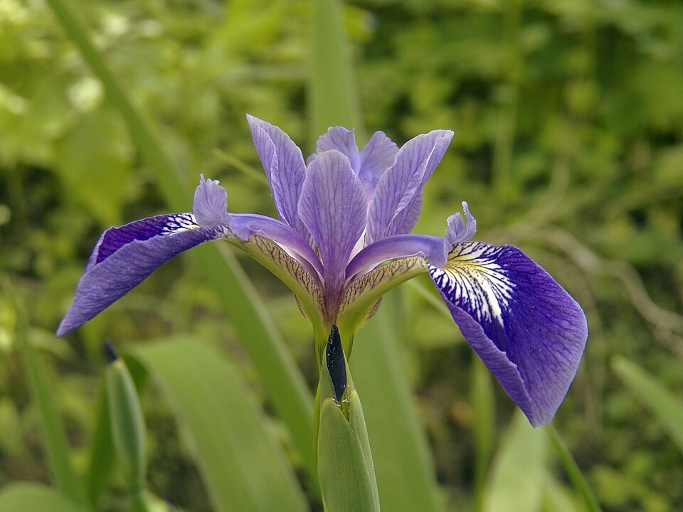 Blue Flag (Iris versicolor)