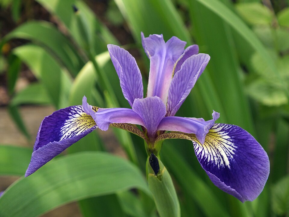 Blue Flag (Iris versicolor)