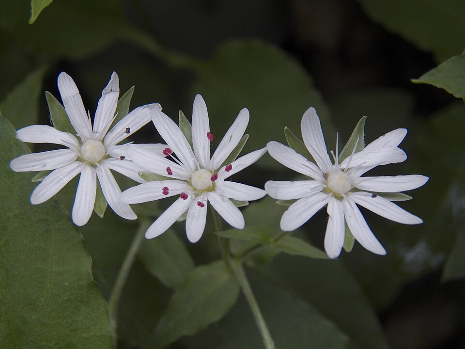 Stellaria pubera