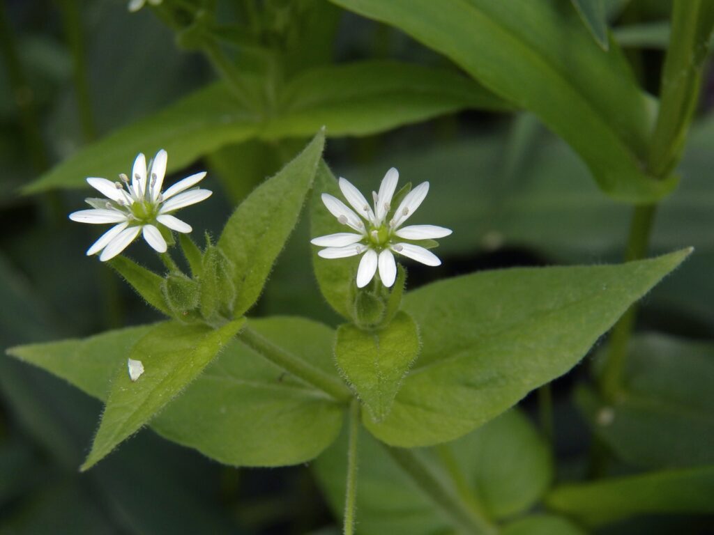 Giant Chickweed (Stellaria aquatica)