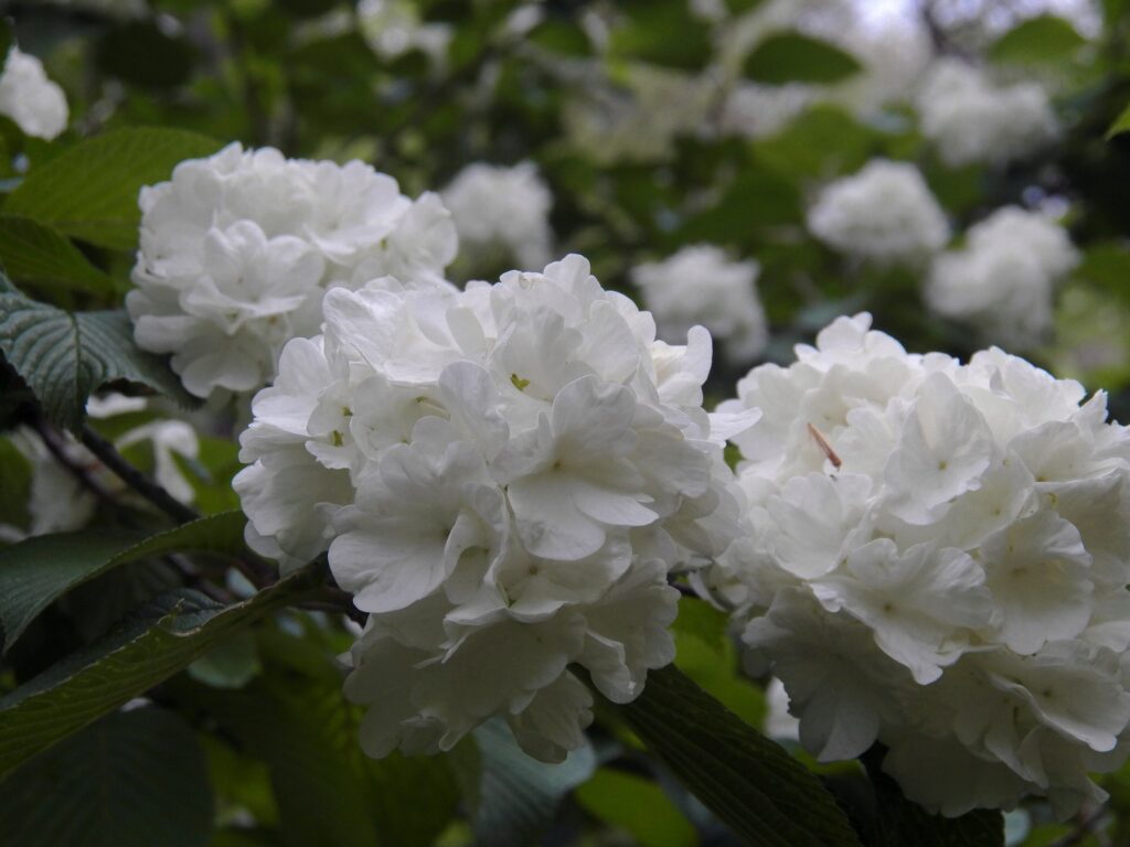 Japanese Snowball (Viburnum plicatum)