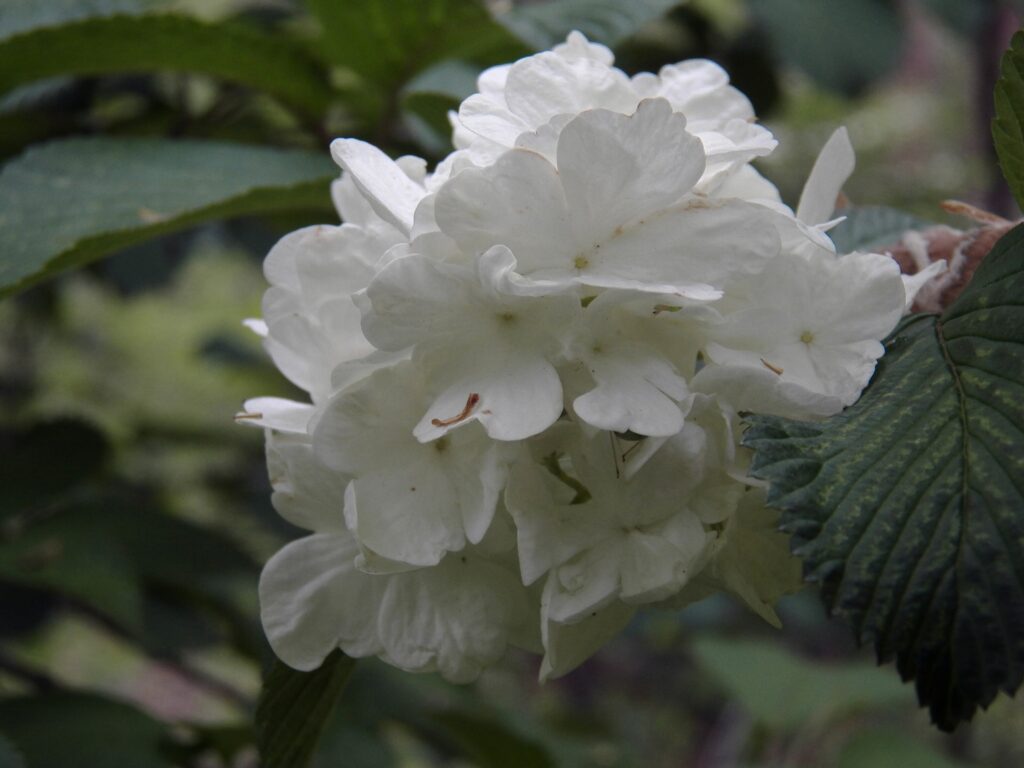 Japanese Snowball (Viburnum plicatum)