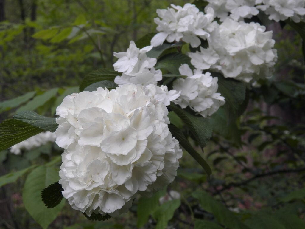 Japanese Snowball (Viburnum plicatum)