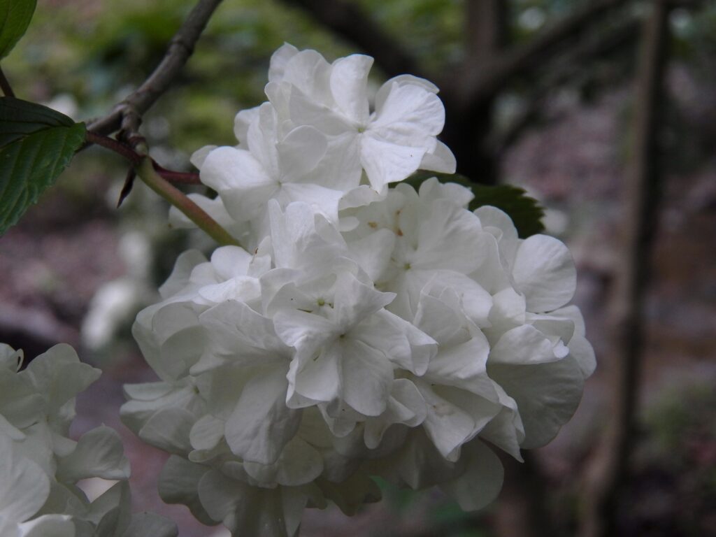 Japanese Snowball (Viburnum plicatum)