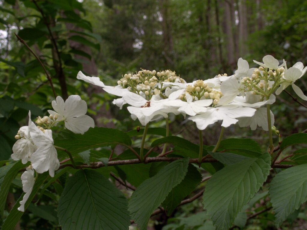 Doublefile Viburnum (Viburnum plicatum)