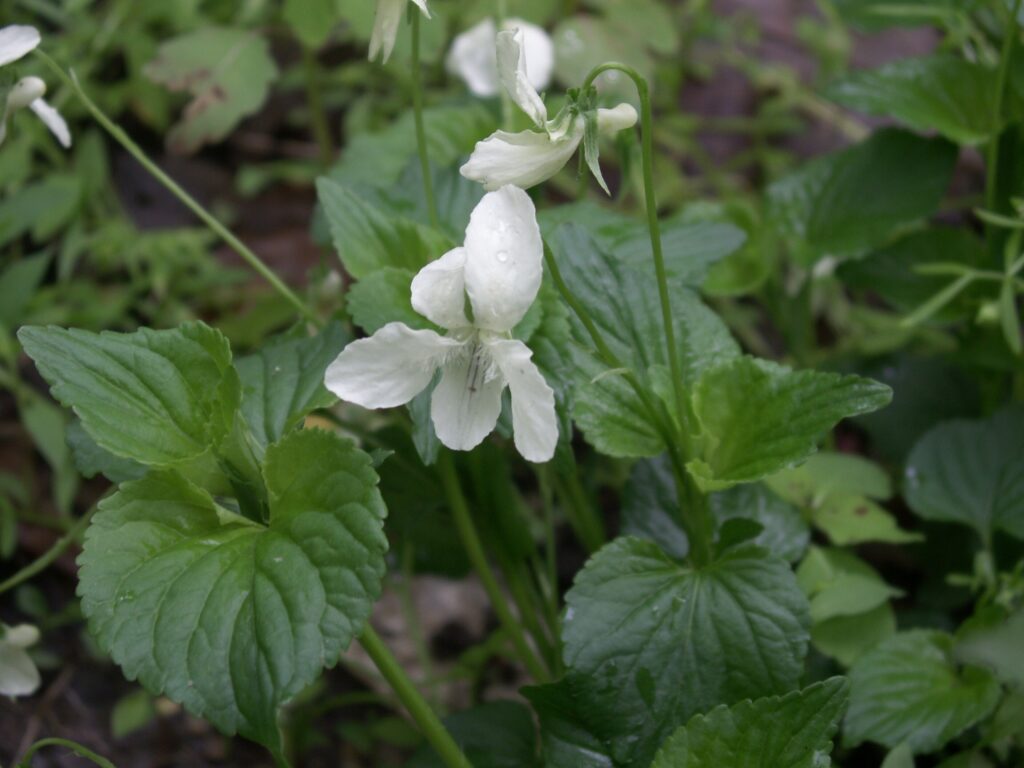 Cream Violet (Viola striata)