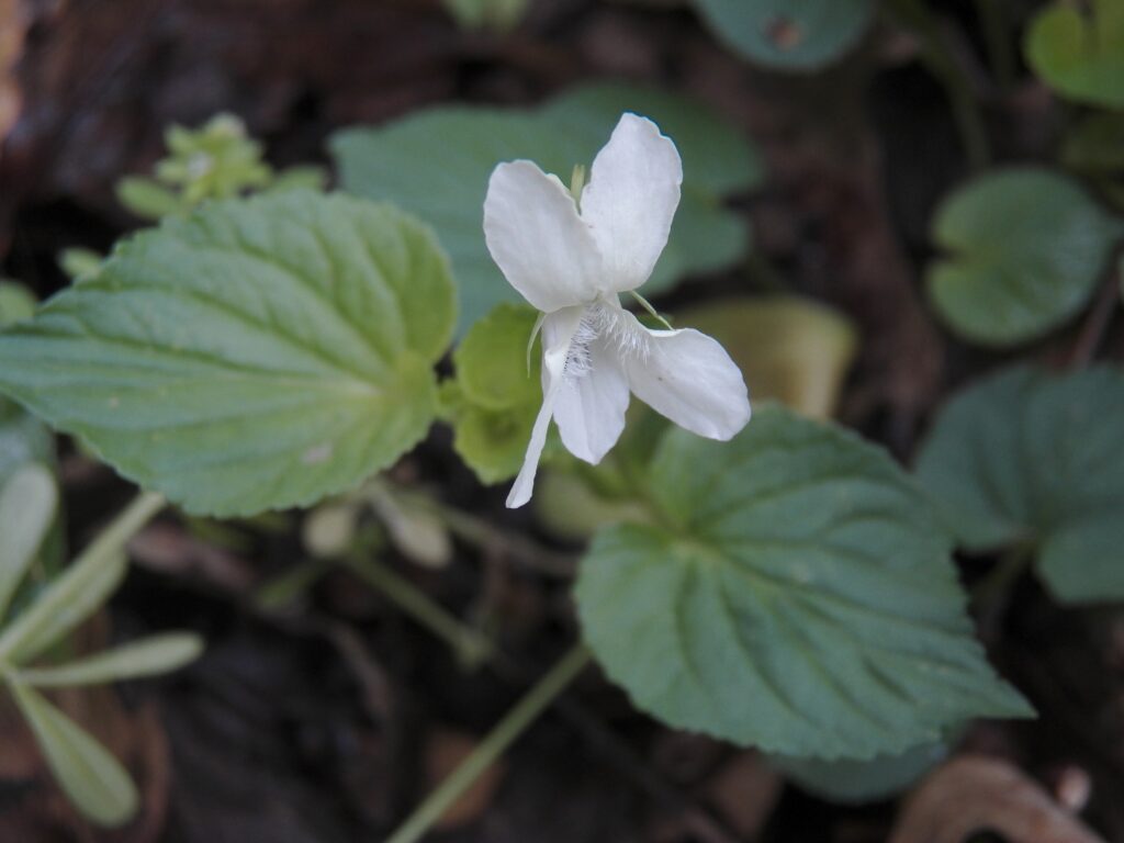 Cream Violet (Viola striata)