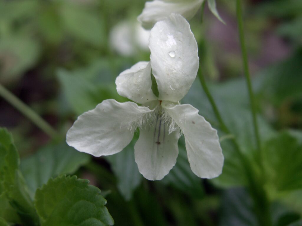 Cream Violet (Viola striata)