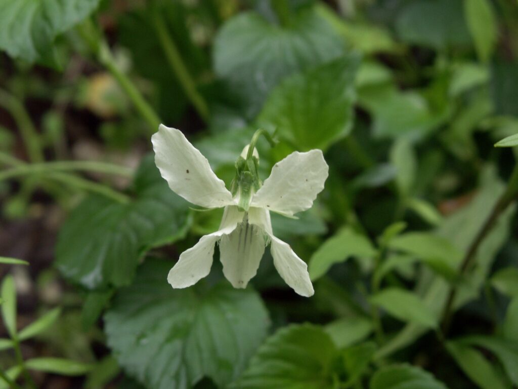 Cream Violet (Viola striata)