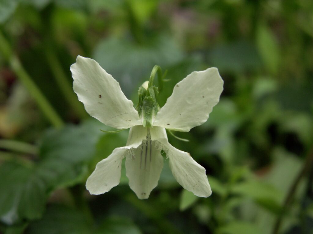 Cream Violet (Viola striata)