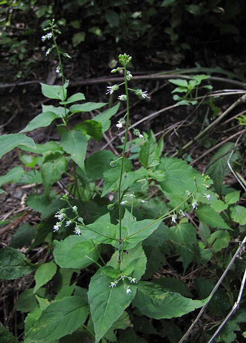 Circaea canadensis or lutetiana
