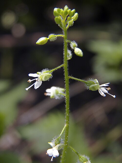 Circaea canadensis or lutetiana