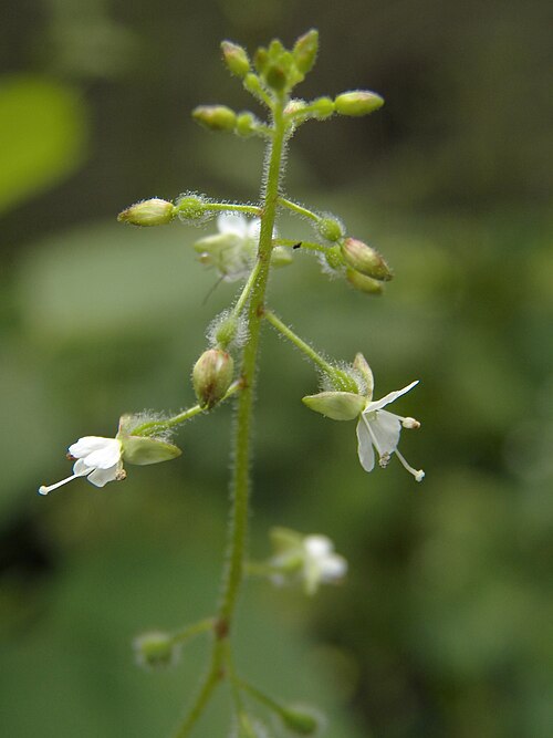 Circaea canadensis or lutetiana