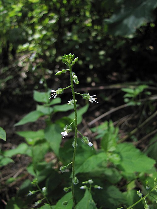 Circaea canadensis or lutetiana