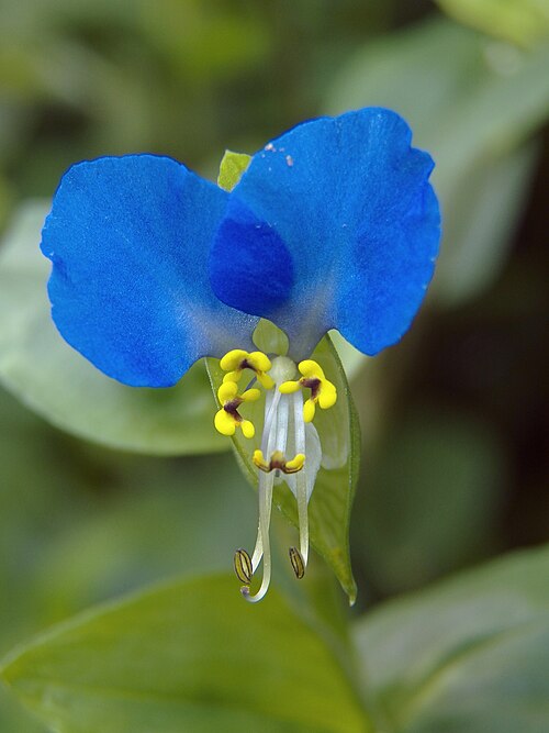 Dayflower (Commelina communis)