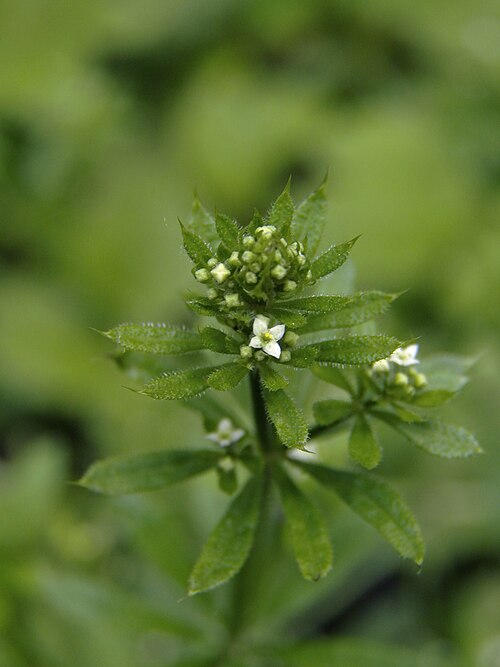 Cleavers (Galium aparine)