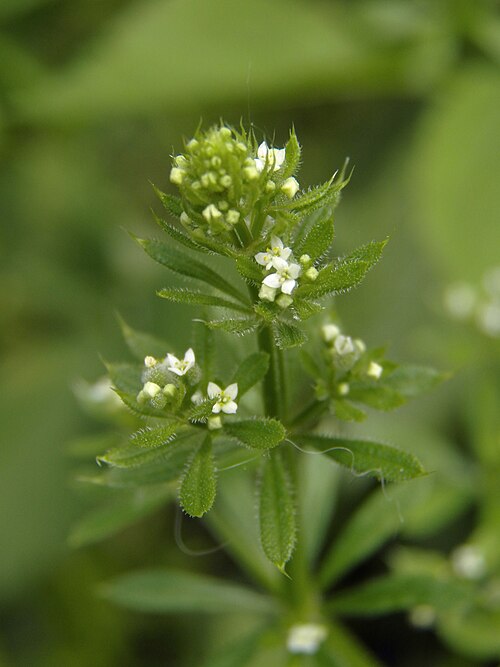 Cleavers (Galium aparine)
