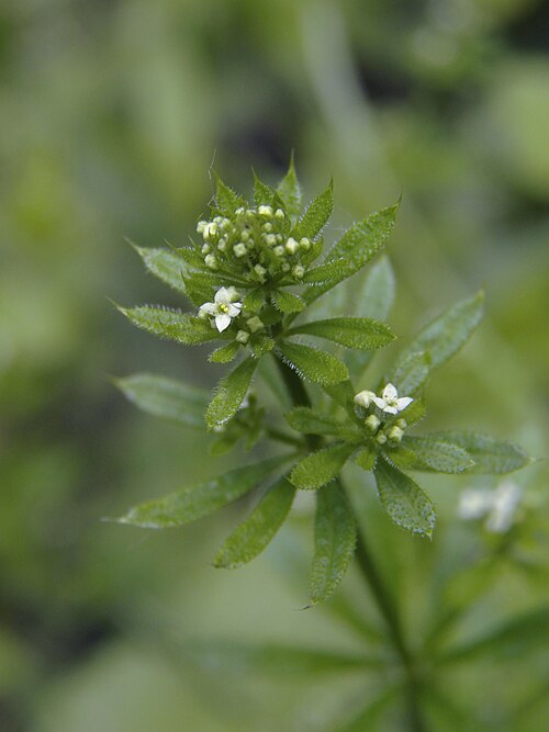 Cleavers (Galium aparine)