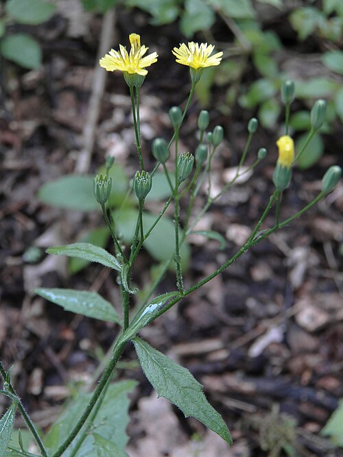 Nipplewort (Lapsana communis)