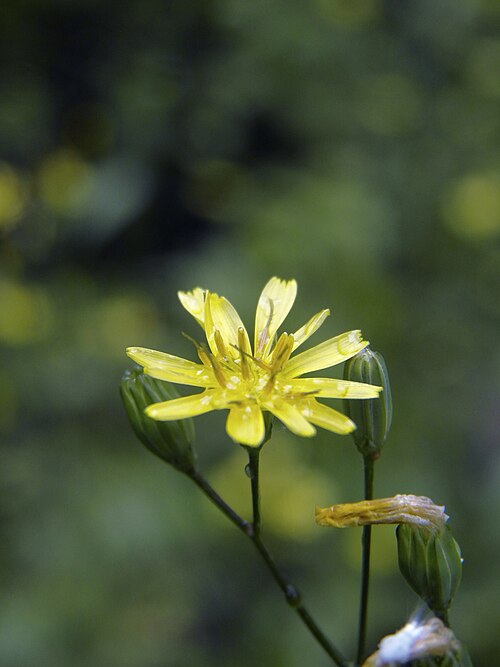 Nipplewort (Lapsana communis)