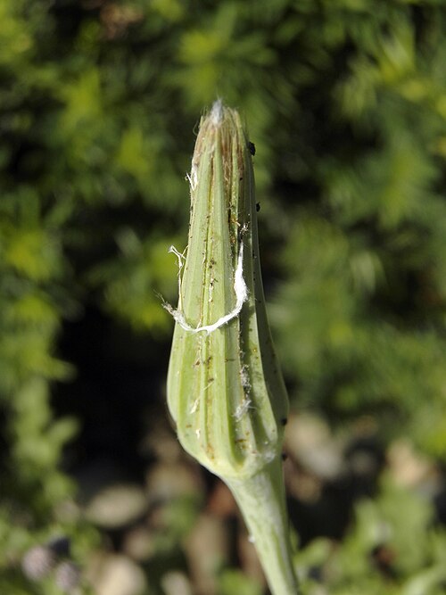 Salsify (Tragopogon dubius)