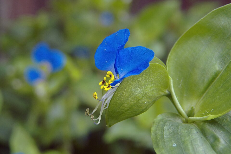 Dayflower (Commelina communis)