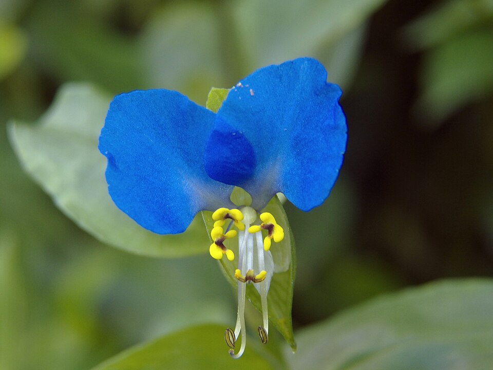 Dayflower (Commelina communis)