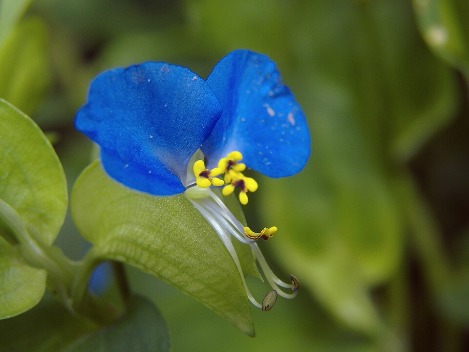 Dayflower (Commelina communis)
